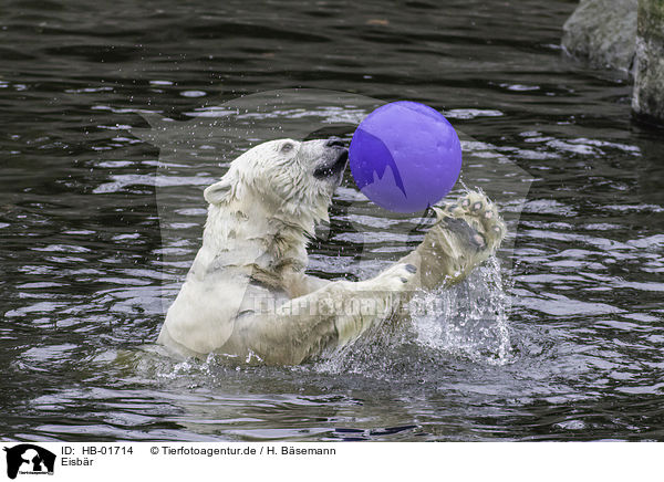 Eisb�r / ice bear / HB-01714