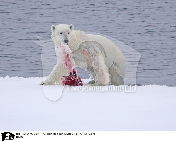 Eisbr / ice bear / FLPA-03985