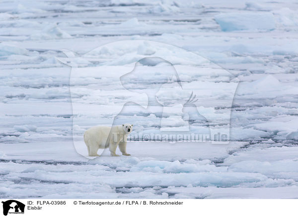 Eisbr / ice bear / FLPA-03986