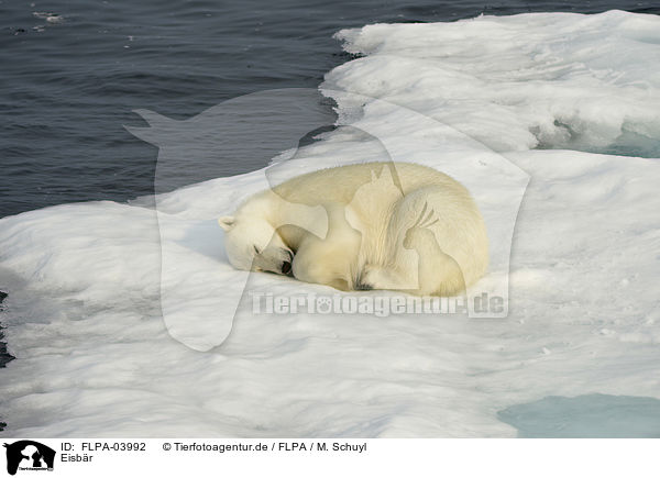 Eisbr / ice bear / FLPA-03992