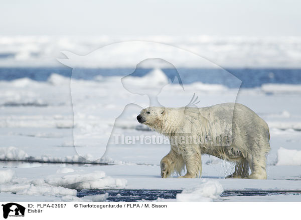 Eisbr / ice bear / FLPA-03997