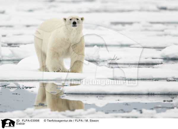 Eisbr / ice bear / FLPA-03998