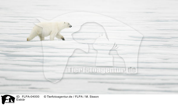Eisbr / ice bear / FLPA-04000