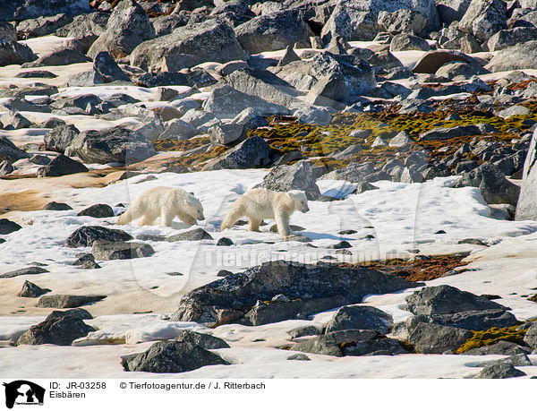 Eisbren / ice bears / JR-03258