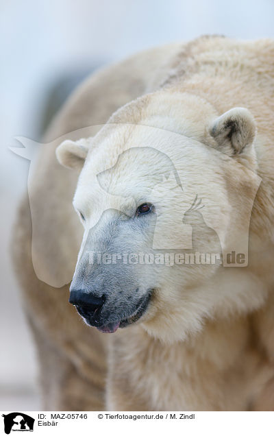 Eisbr / polar bear / MAZ-05746