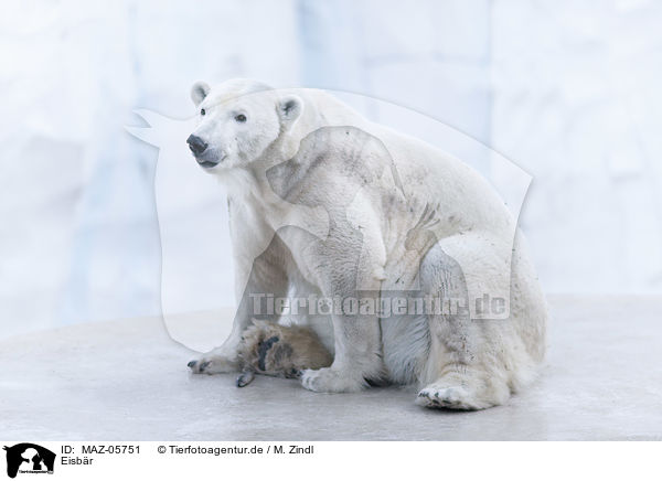 Eisbr / polar bear / MAZ-05751
