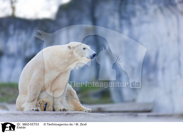 Eisbr / polar bear / MAZ-05753