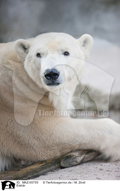 Eisbr / polar bear / MAZ-05755