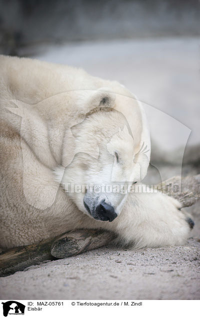 Eisbr / polar bear / MAZ-05761