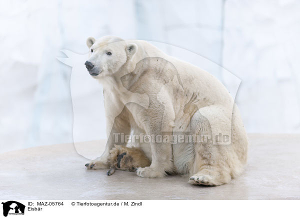 Eisb�r / polar bear / MAZ-05764