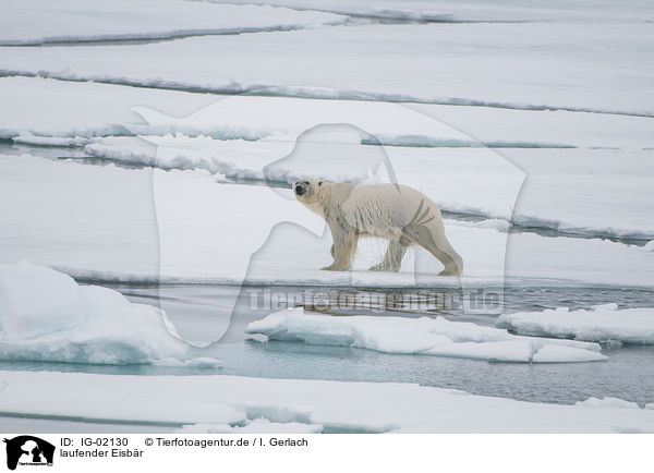 laufender Eisbr / walking Ice Bear / IG-02130