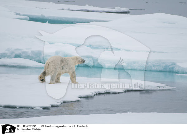 laufender Eisbr / walking Ice Bear / IG-02131