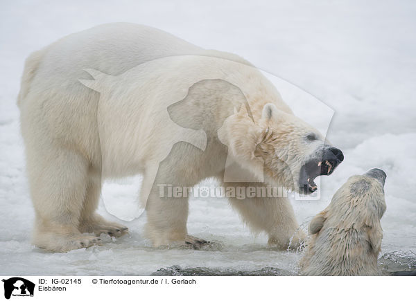Eisbren / Ice Bears / IG-02145