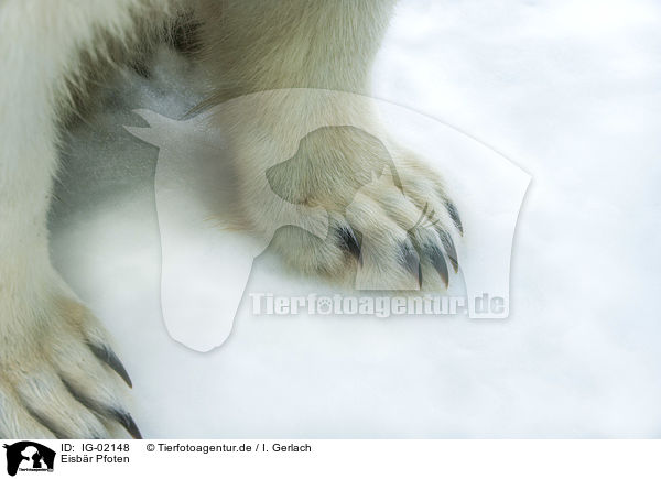 Eisbr Pfoten / Ice Bear paws / IG-02148