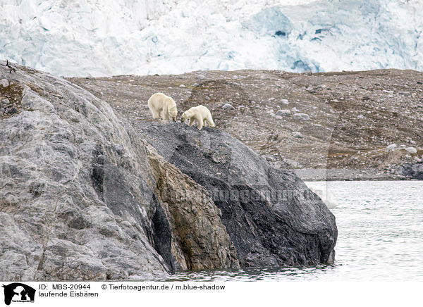 laufende Eisbren / walking Ice Bears / MBS-20944