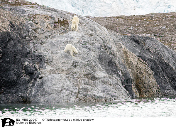 laufende Eisbren / walking Ice Bears / MBS-20947