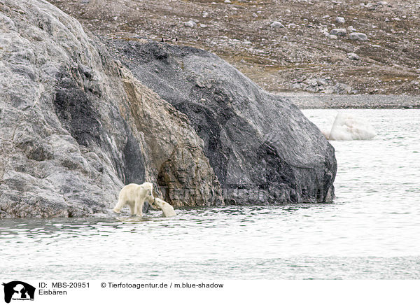 Eisbren / Ice Bears / MBS-20951