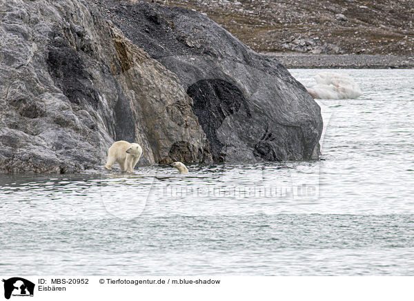 Eisbren / Ice Bears / MBS-20952