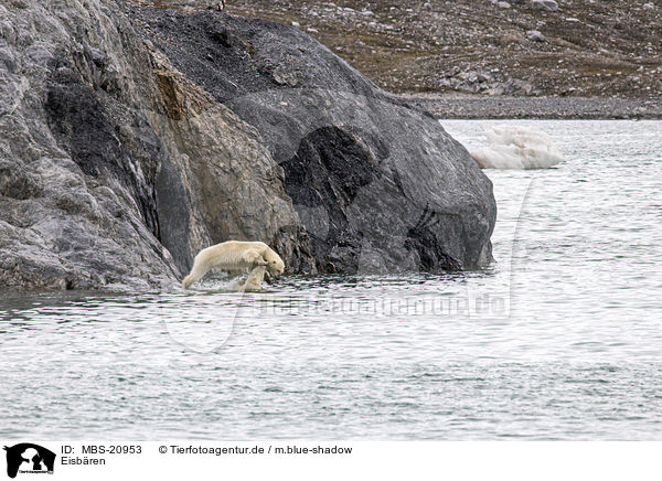 Eisbren / Ice Bears / MBS-20953