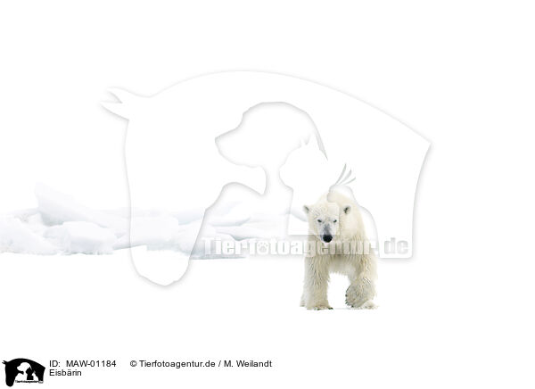Eisbrin / female ice bear / MAW-01184