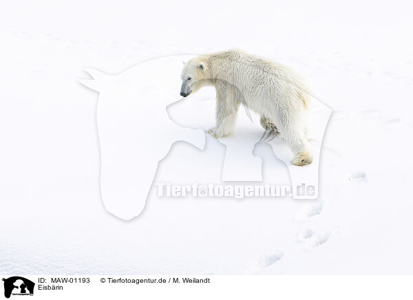 Eisbrin / female ice bear / MAW-01193