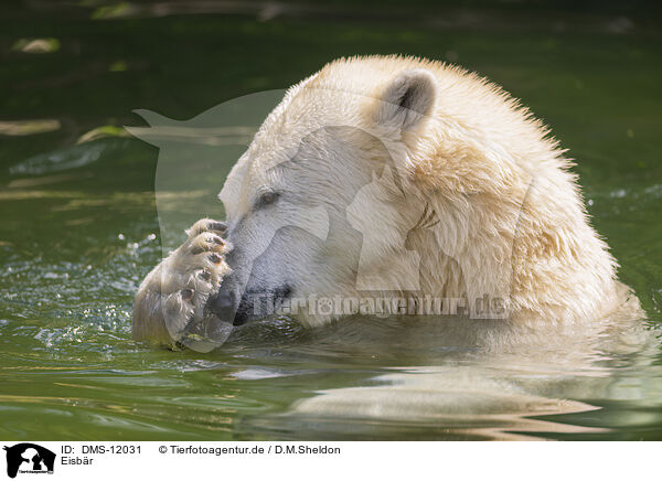 Eisbr / polar bear / DMS-12031