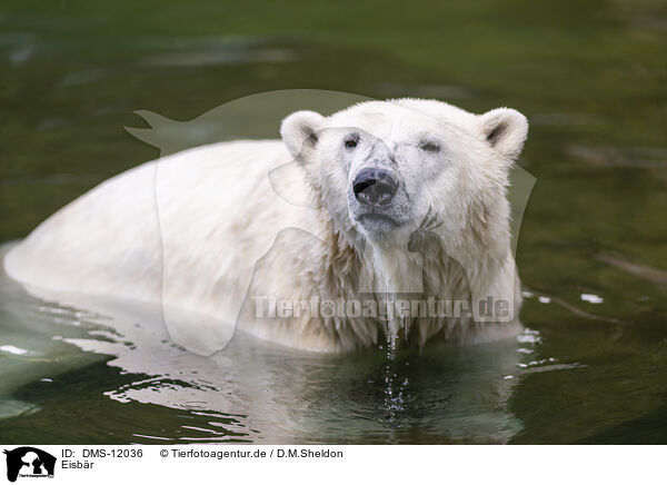 Eisbr / polar bear / DMS-12036