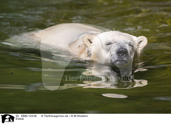 Eisbr / polar bear / DMS-12038