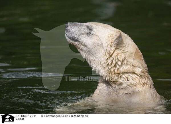 Eisbr / polar bear / DMS-12041