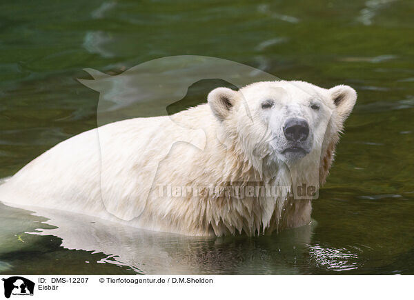 Eisbr / polar bear / DMS-12207