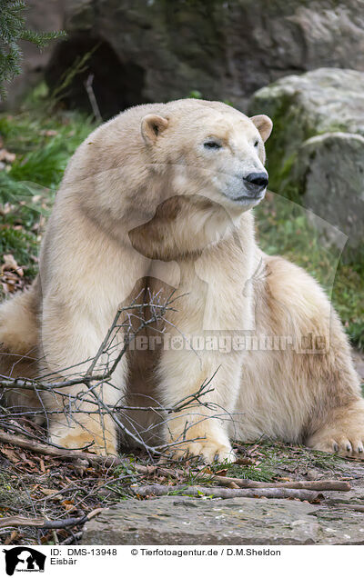 Eisbr / ice bear / DMS-13948