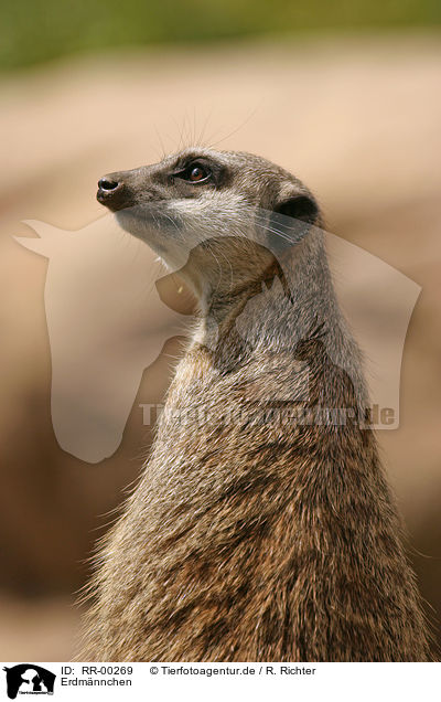 Erdmnnchen / meerkat / RR-00269