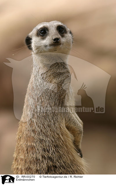 Erdmnnchen / meerkat / RR-00270