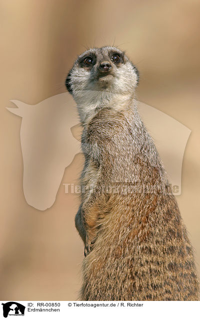 Erdmnnchen / Meerkat / RR-00850