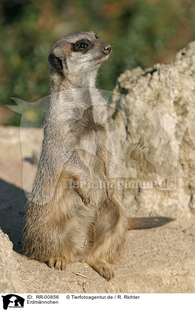 Erdmnnchen / Meerkat / RR-00856