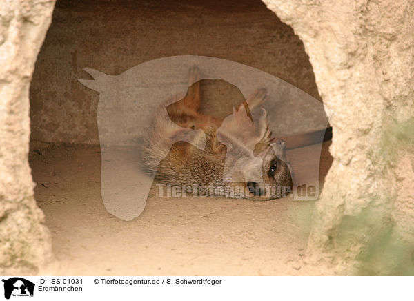 Erdmnnchen / suricat / SS-01031