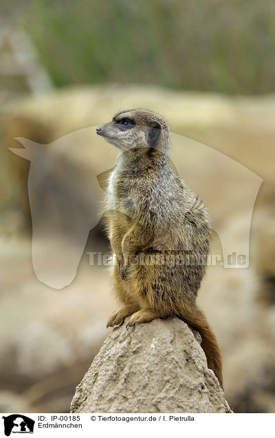 Erdmnnchen / Meerkat / IP-00185