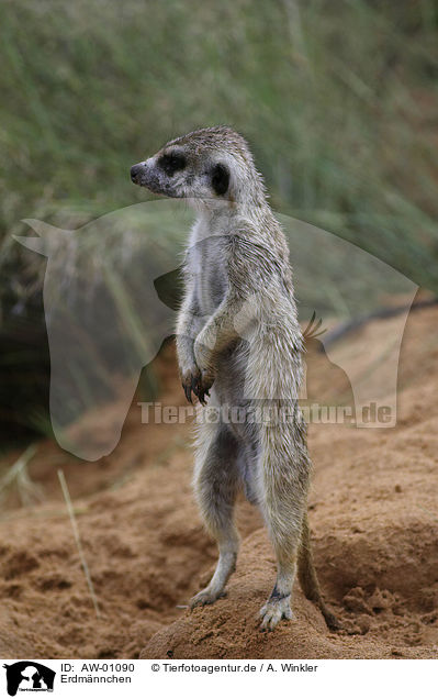 Erdmnnchen / meerkat / AW-01090