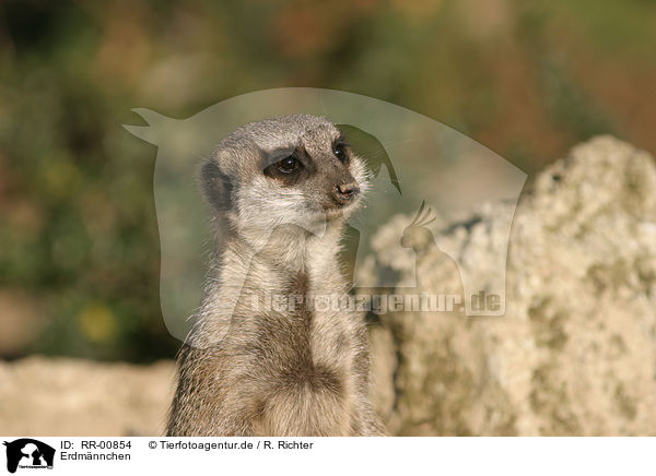 Erdmnnchen / meerkat / RR-00854