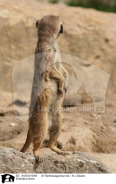 Erdmnnchen / meerkat / AVD-01049