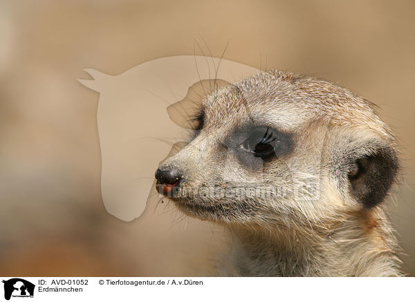 Erdmnnchen / meerkat / AVD-01052