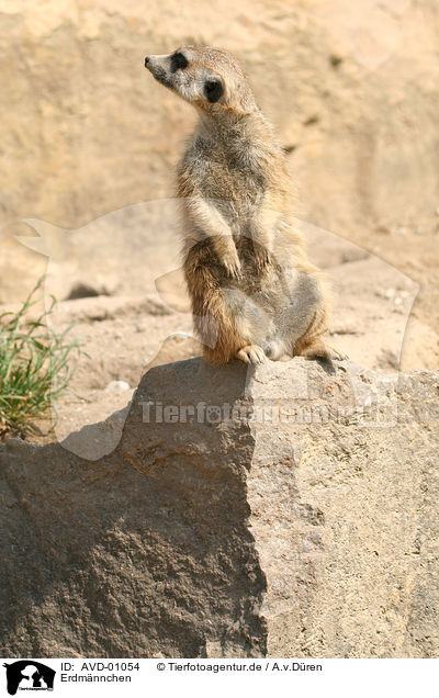 Erdmnnchen / meerkat / AVD-01054