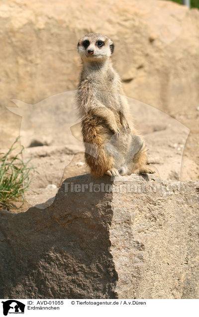 Erdmnnchen / meerkat / AVD-01055