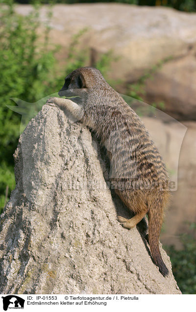 Erdm�nnchen kletter auf Erh�hung / climbing / IP-01553