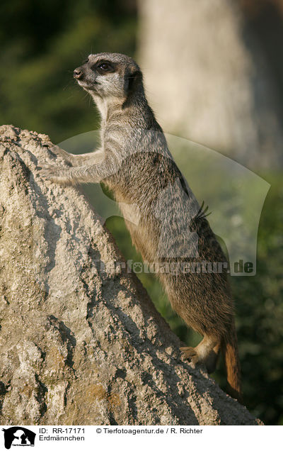 Erdmnnchen / suricate / RR-17171