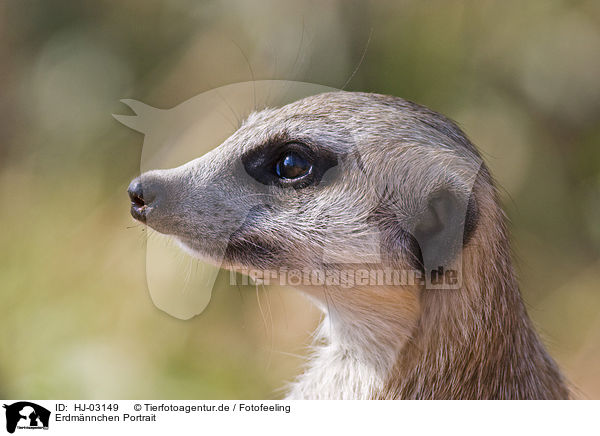 Erdmnnchen Portrait / HJ-03149