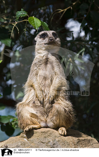 Erdmnnchen / meerkat / MBS-02511