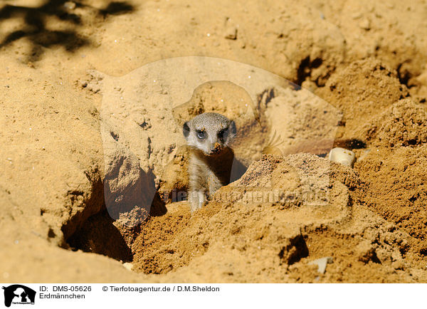 Erdmnnchen / suricat / DMS-05626