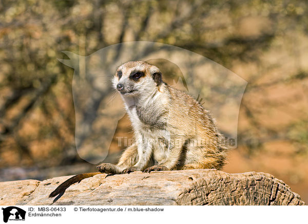 Erdmnnchen / suricat / MBS-06433