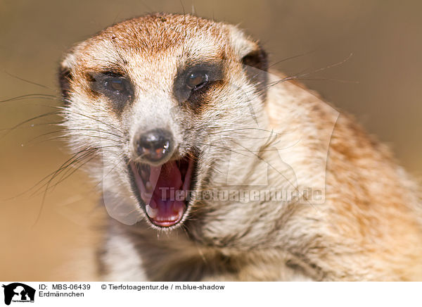 Mbs Erdmannchen Bilder Stockbilder Kaufen Professionell Lustige Tierfotos Lustige Tierbilder Portfolios Tierfotoagentur Bildagentur Mit Spezialisierung Auf Tierbilder Und Tierfotos